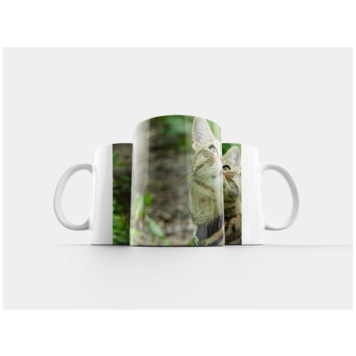 фото Кружка "кот, животное, тигровый кот" 320 мл lotsprints