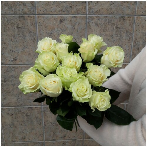 Букет из 15 белых эквадорских роз сорта Мондиаль 60 см