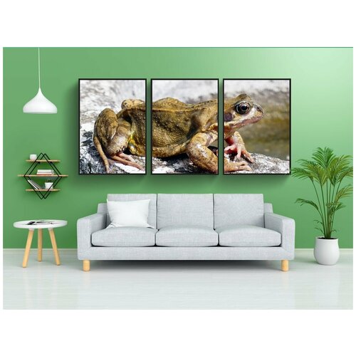 фото Набор модулных постеров для интерьера "животные, лягушки, амфибия" 60x90 см. в тубусе, без рамки lotsprints