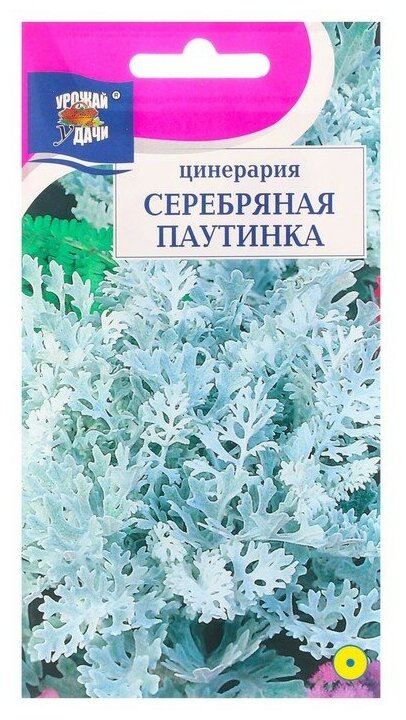 Семена цветов Цинерария Серебряная паутинка 01 г 2 шт