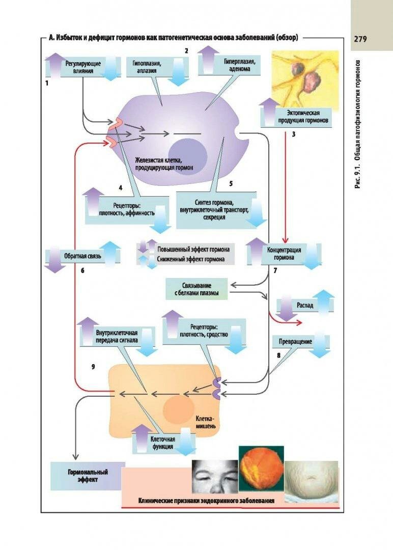 Клиническая патофизиология. Атлас - фото №5