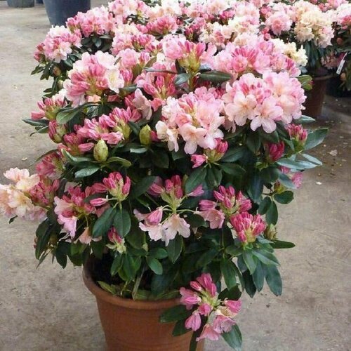 Азалия, Рододендрон крупнейший (Rhododendron MAXIMUM), семена рододендрон азалия narcissiflora р9