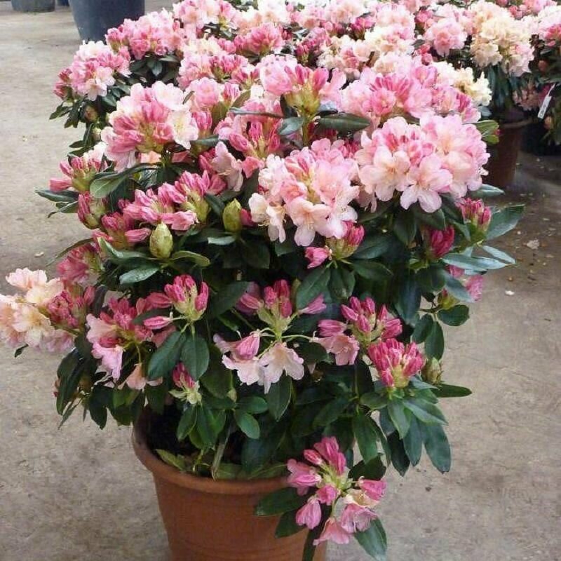 Азалия Рододендрон крупнейший (Rhododendron MAXIMUM) семена