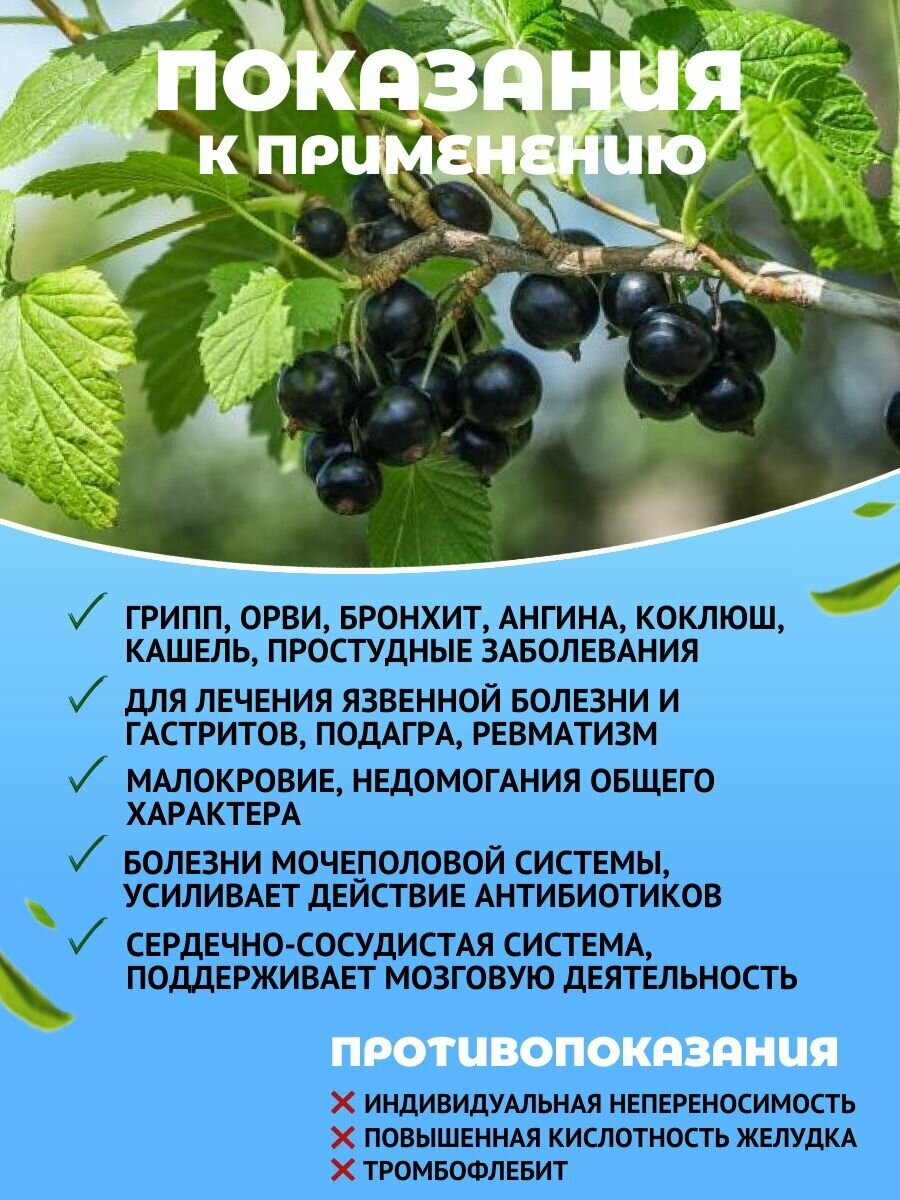 Картинки Лист черной смородины дикой, травяной чай для иммунитета, лечение гастритов, атеросклероза, травы Алтая