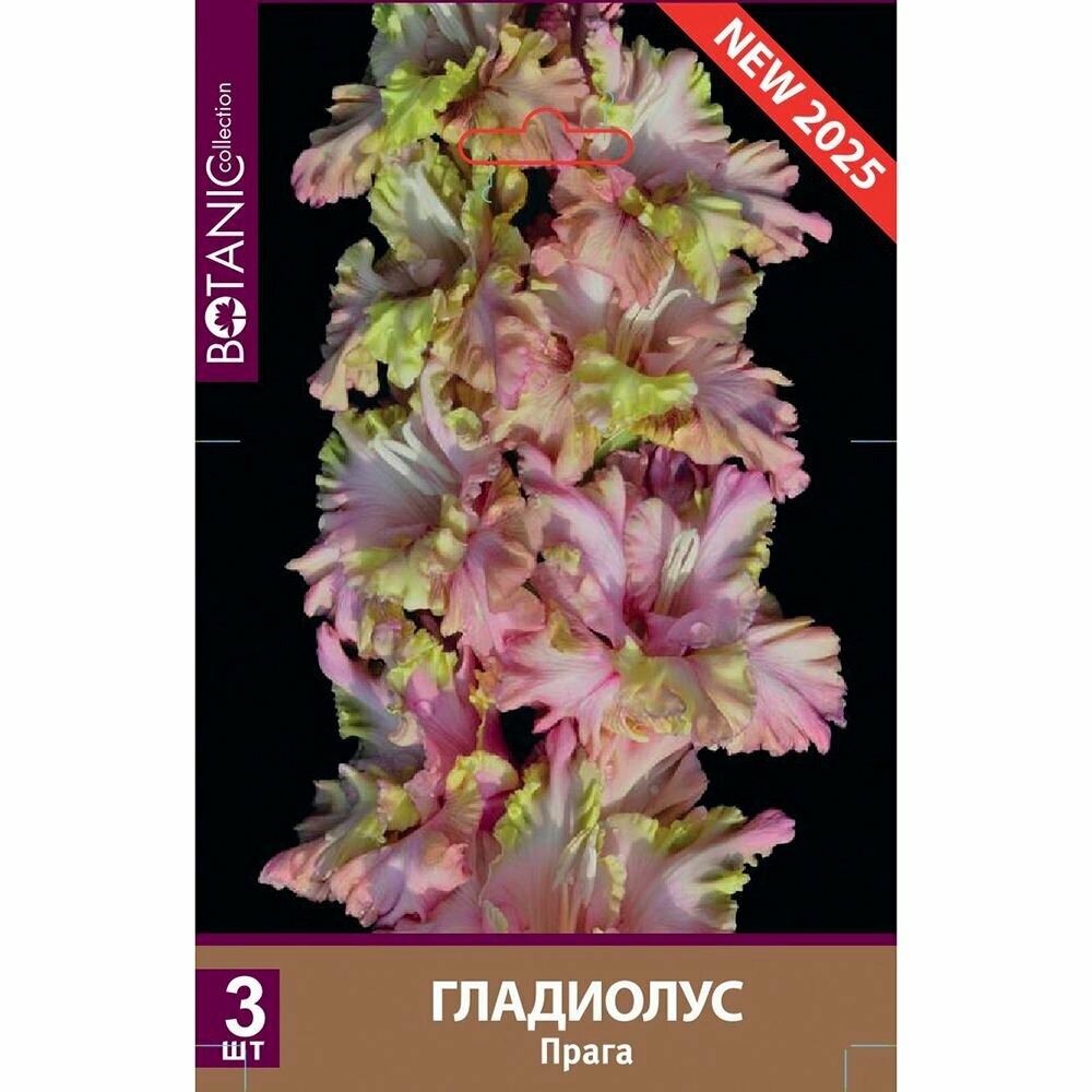 Гладиолус крупноцветковый Прага 3 шт