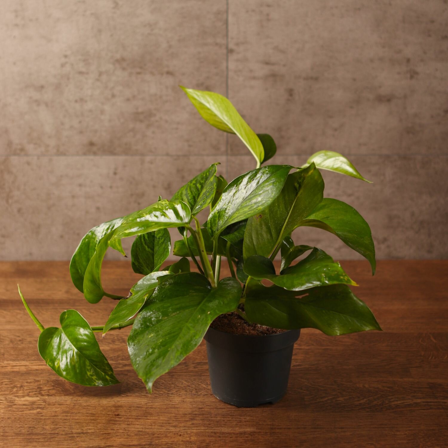 Эпипремнум Марбл Квин 25/12