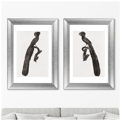 Набор из 2-х репродукций картин в раме Magpie Birds of Paradise, 1806г. Размер картины: 50,5х70,5см