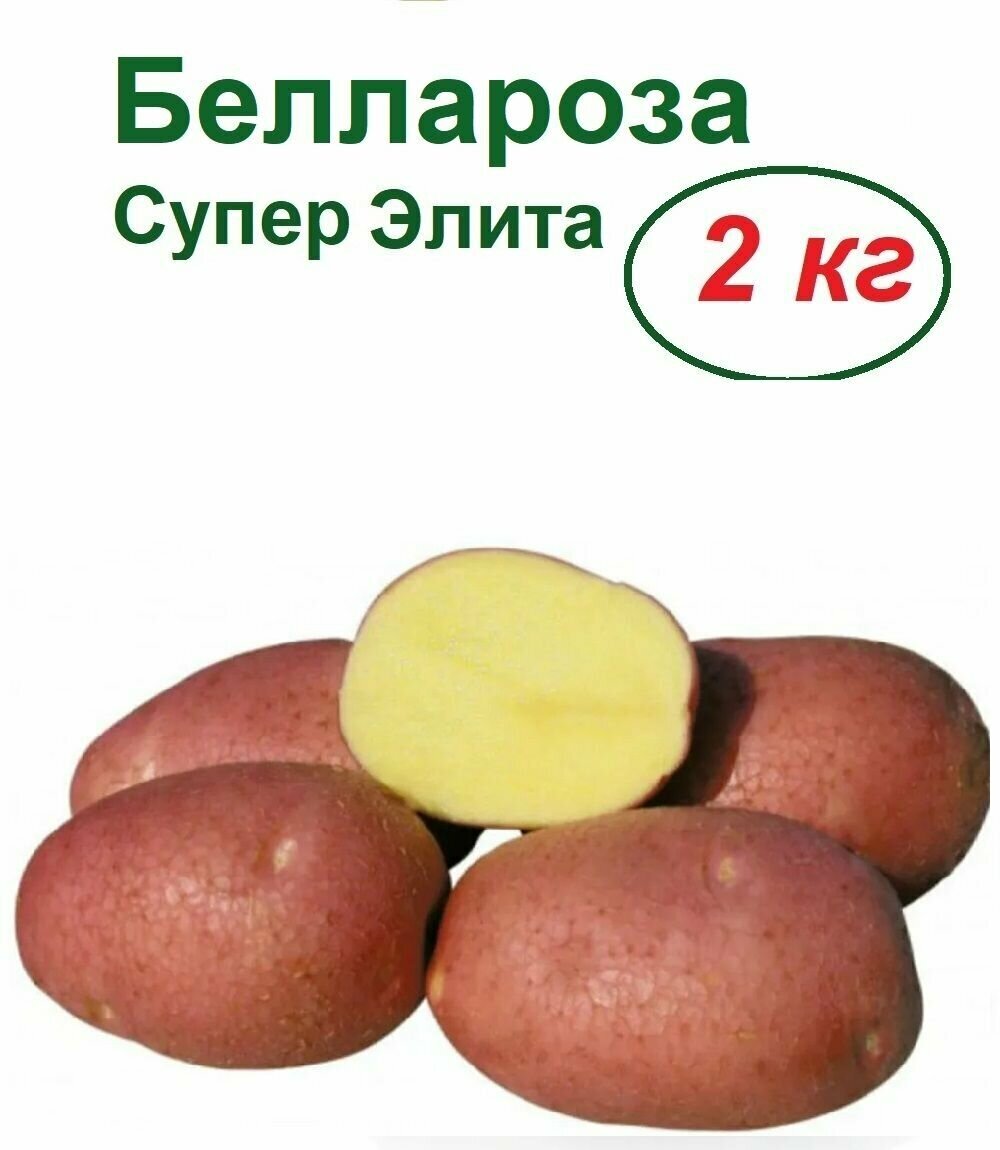 Картофель Беллароза, 2 кг, семенной, селекционный, крупноплодный, раннеспелый, очень урожайный. Кожура плодов красного цвета, мякоть желтая