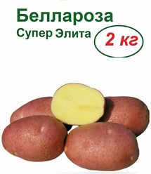 Картофель "Беллароза", 2 кг, семенной, селекционный, крупноплодный, раннеспелый, очень урожайный. Кожура плодов красного цвета, мякоть желтая