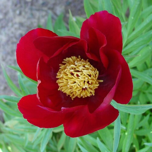 Пион Молочноцветковый Single Red, Саженцы, С2 (2 литра), ЗКС - Цветы многолетние пион молочноцветковый red charm саженцы с3 3 литра зкс цветы многолетние