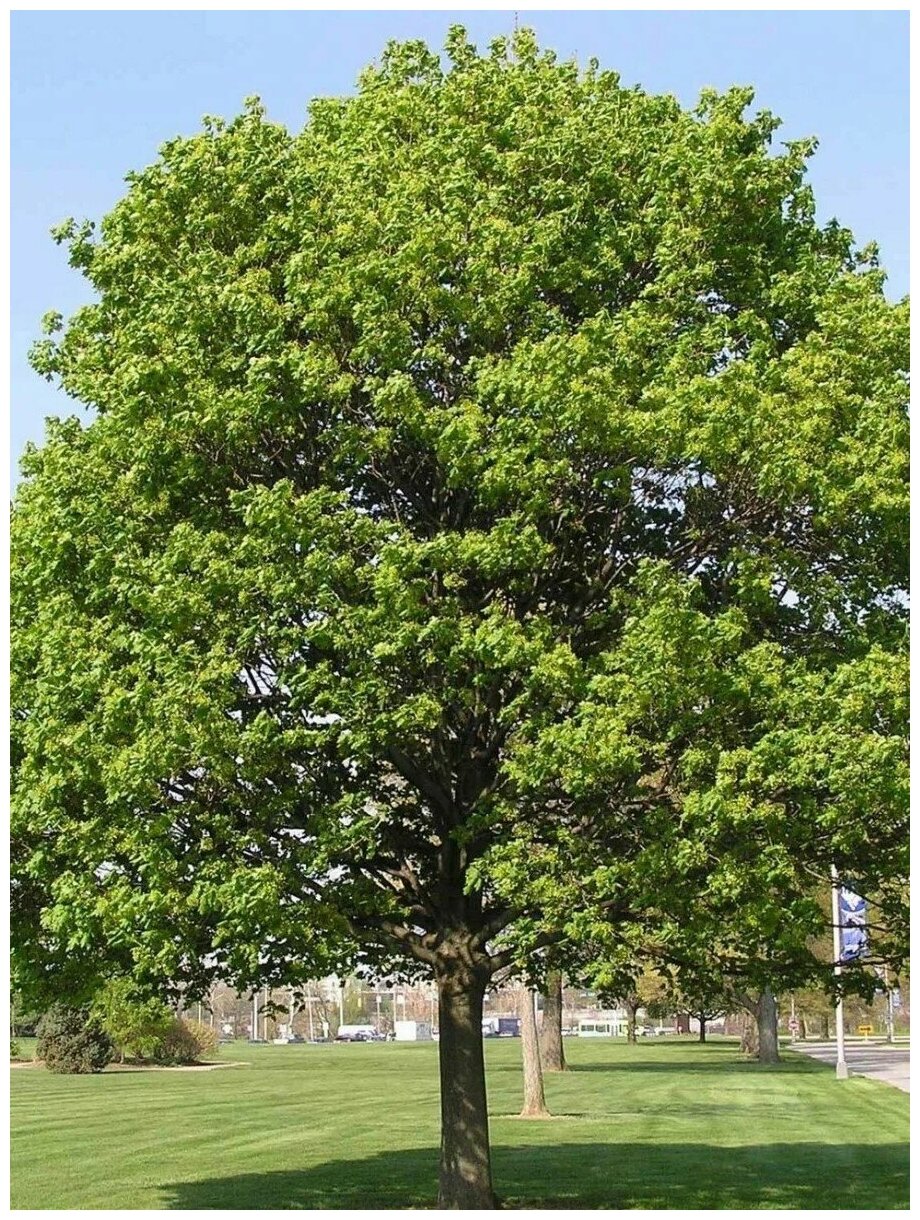 Клен остролистный семена фото — купить по низкой цене на Яндекс Маркете