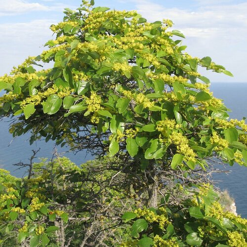 Семена Держидерево (paliurus spina-christi), 10 штук