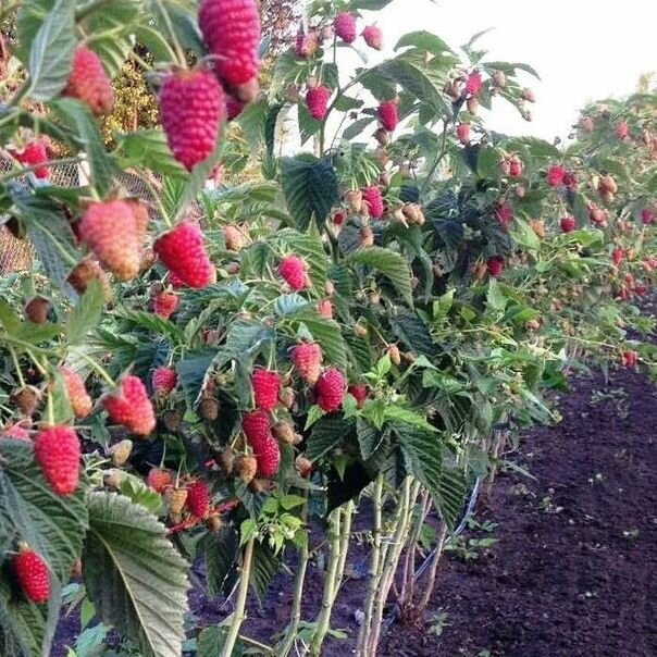 Изображение Комплект Малиновых деревьев Богатый урожай из 4 шт, крупноплодный, красный