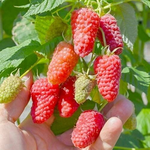 Малина крупноплодная Исполин 1099₽