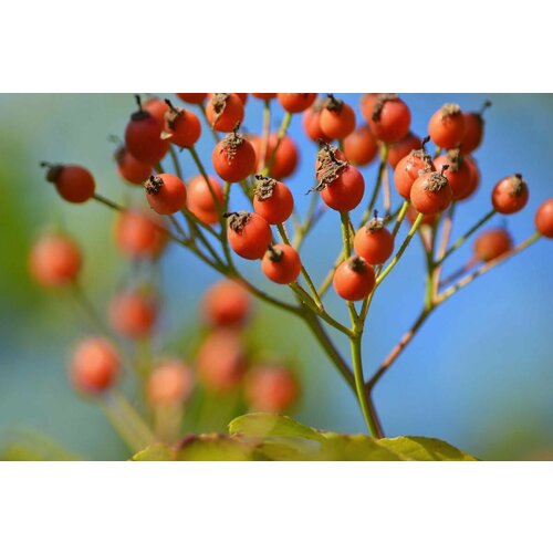 Шиповник Многоцветковый (лат. Rosa Multiflora) Семена 25шт + подарочек калина гордовина лат viburnum lantana семена 25шт подарочек