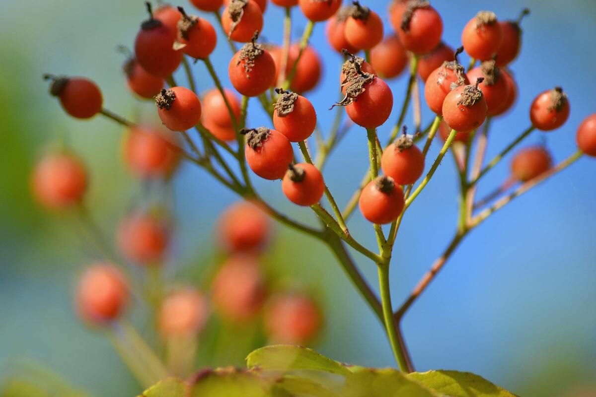 Шиповник Многоцветковый (лат. Rosa Multiflora) Семена 25шт + подарочек