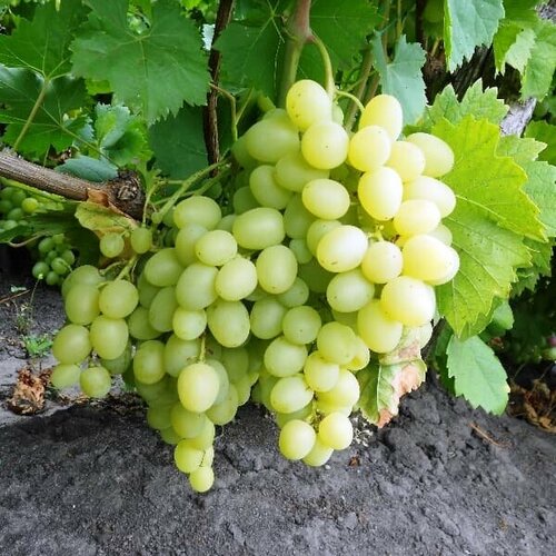 Виноград Надежда Аксайская (1 саженец) виноград столовый надежда азос
