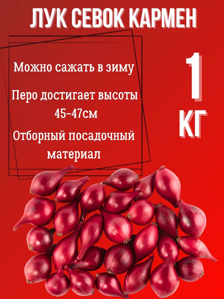 Лук Севок сорт 