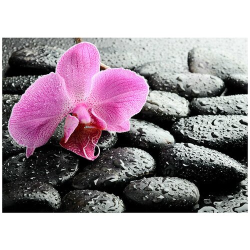 Орхидея на камнях. Дзен - Виниловые фотообои, (211х150 см)