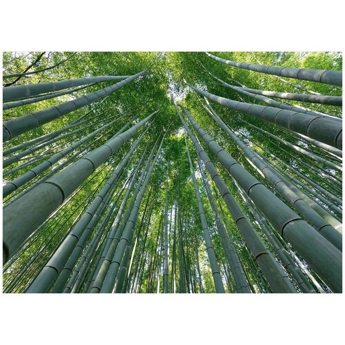 Бамбуковый лес - Виниловые фотообои, (211х150 см) лес и звери черно белое виниловые фотообои 211х150 см