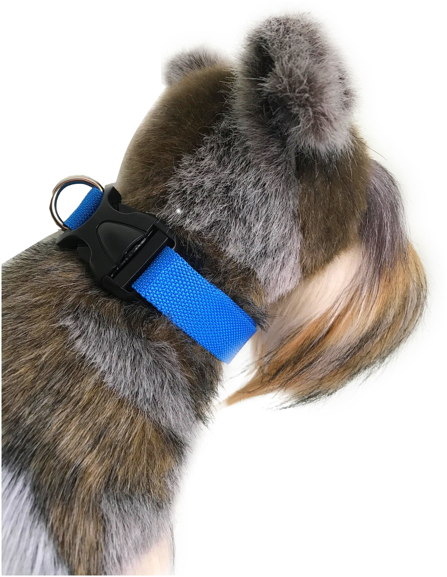 Ошейник для собак Petsare ширина 20 мм, обхват шеи 25-35 см, голубой - фотография № 2