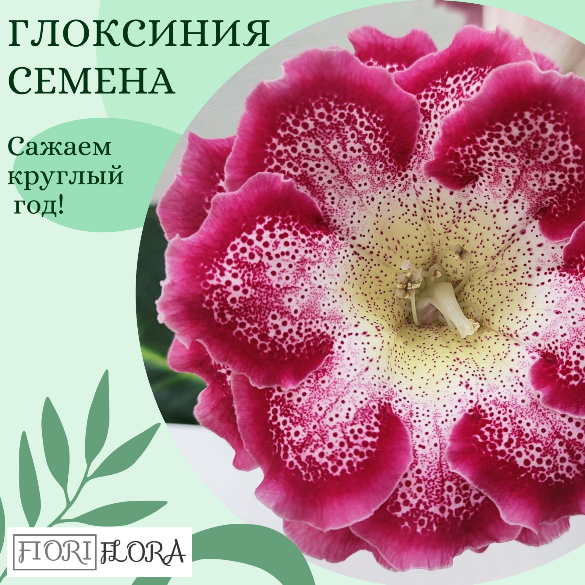 Семена Глоксиний микс, махровые и простые, 10 шт.