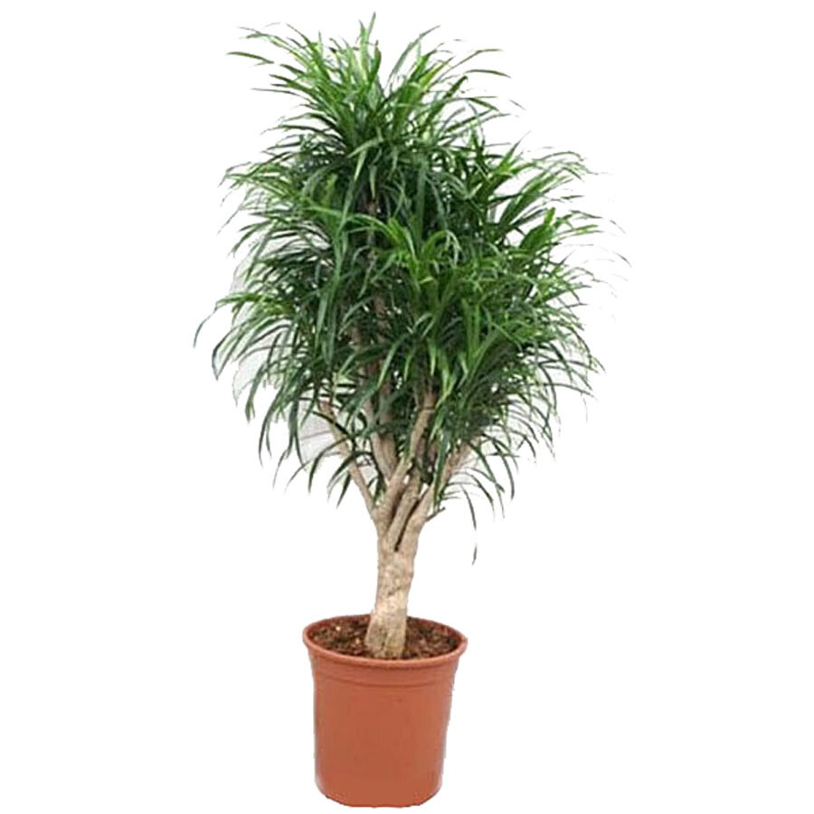 Драцена отогнутая Анита - Dracaena reflexa Anita D18 H70