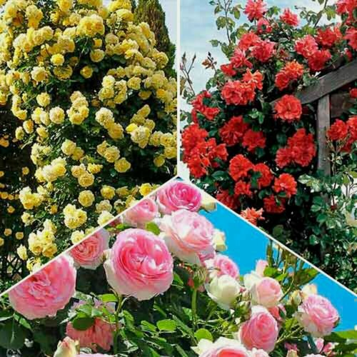 Изображение товара Комплект плетистых роз Цветочная палитра из 3 сортов / ароматные