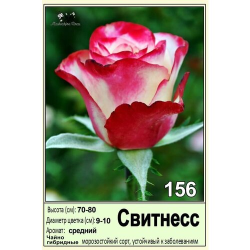 Свитнесс комплект штамбовых роз цветочный перезагруз саженцы