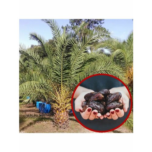 Семена Финиковая пальма Маджуль (Финик Королевский) 3 шт.
