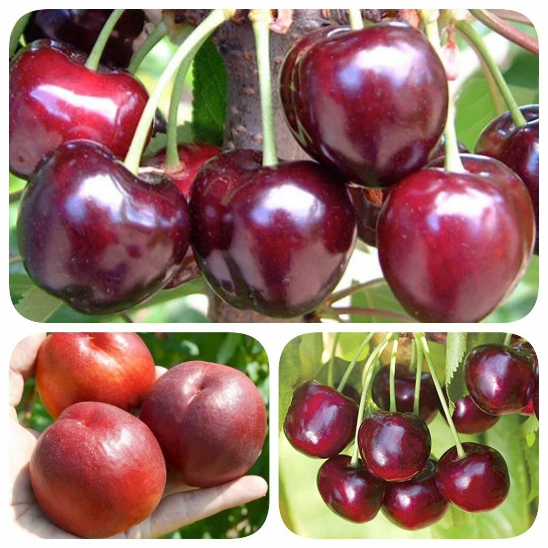 Набор из 3-х сортов саженцев черешни нектарина Итальянские каникулы