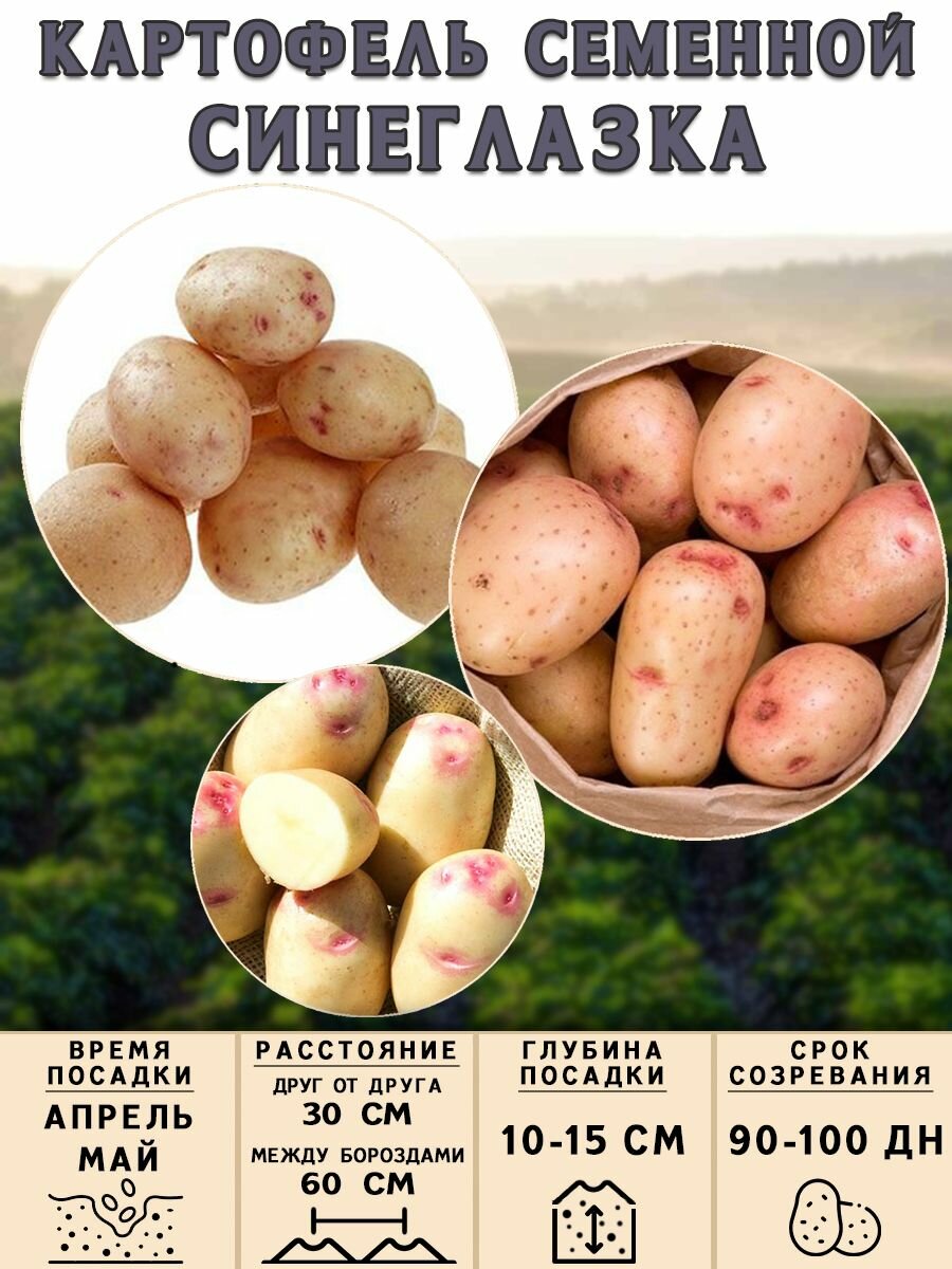 Клубни картофеля на посадку Синеглазка (суперэлита) 1 кг Средний - фотография № 3