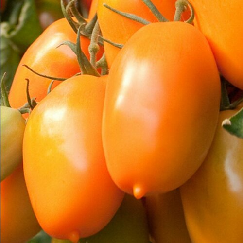 Томат Медовый налив автор. (семена).