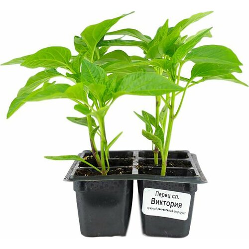 Рассада Перец сладкий Виктория в контейнере H15 6 шт