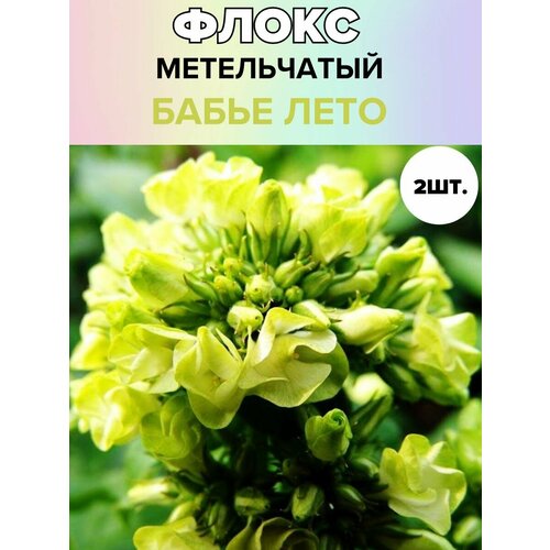 Флоксы саженцы, метельчатые, многолетние цветы 2 шт.