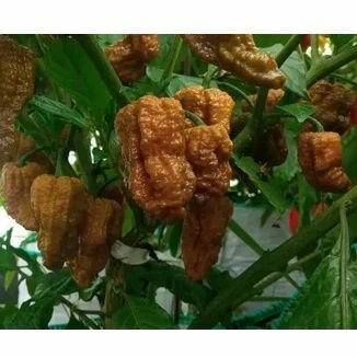 Семена Острый перец Bhut Jolokia Mustard 5 семян + подарок