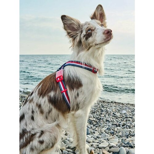 Анатомическая шлейка Japan Premium Pet "Простая фиксация" с силиконовым креплением, размер 2S