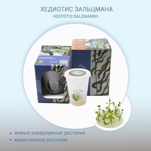 Хедиотис зальцмана HEDYOTIS SALZMANNII меристема живые растения in-vitro для аквариума 490₽