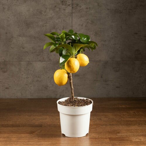 Лимон на штамбе 45/14