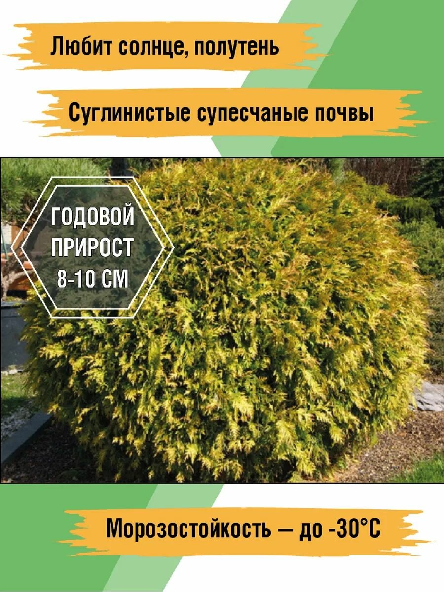 Саженцы Туя западная Голден Глоб