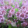 Семена Тимьян овощной - Чабрец - Медок (лат. Thymus L.) 50шт от G...