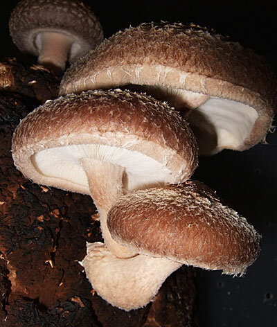 Мицелий зерновой 