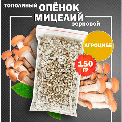 Мицелий опёнка тополиного (агроцибе) зерновой - 150 гр