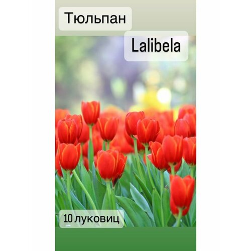 Тюльпаны луковицы 10штук