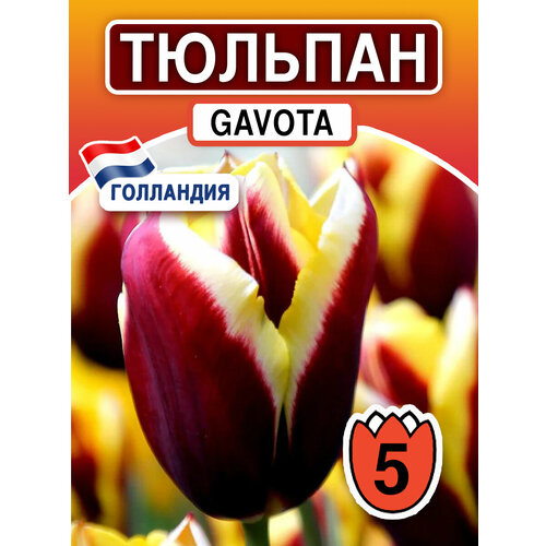 Луковичные цветы Тюльпан Gavota 5 шт многолетнее луковичное растение