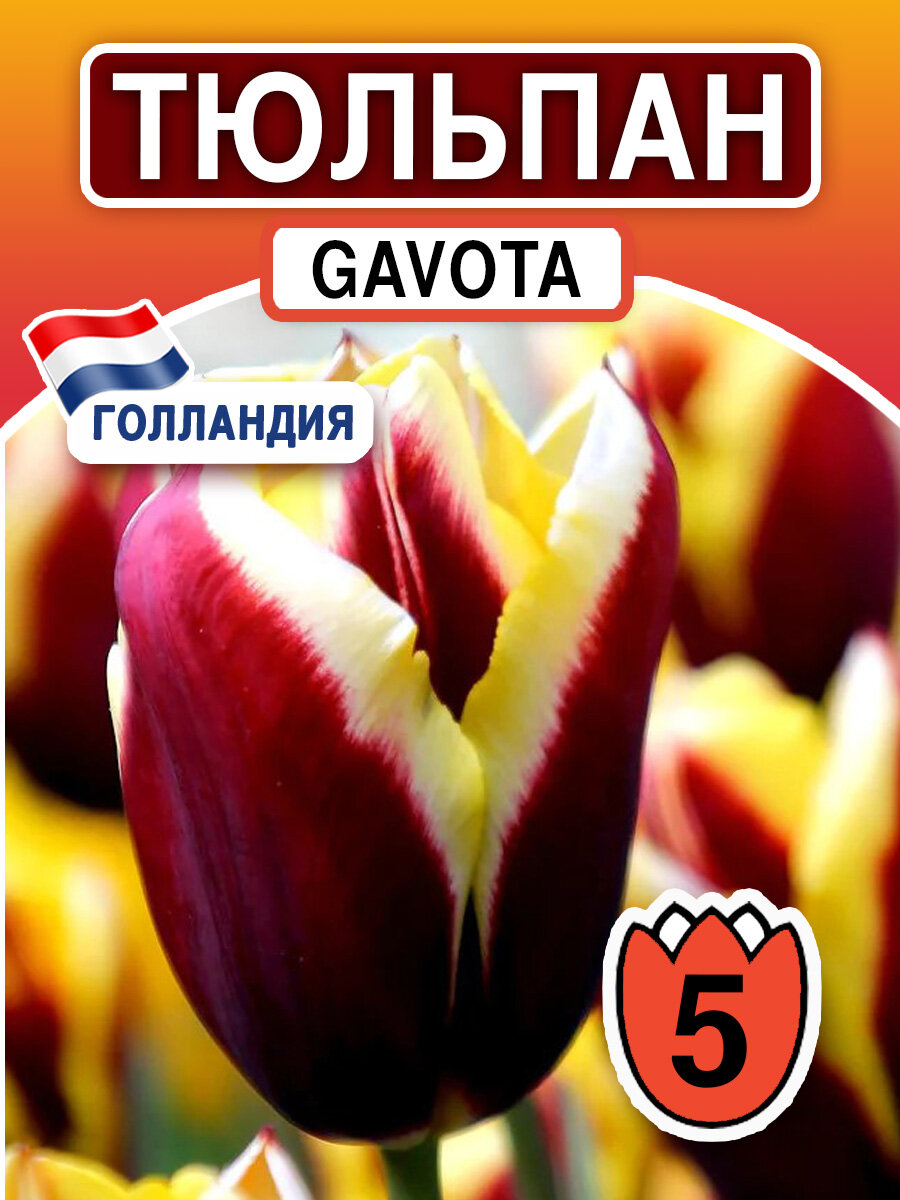 Луковичные цветы Тюльпан Gavota 5 шт многолетнее луковичное растение - фотография № 1
