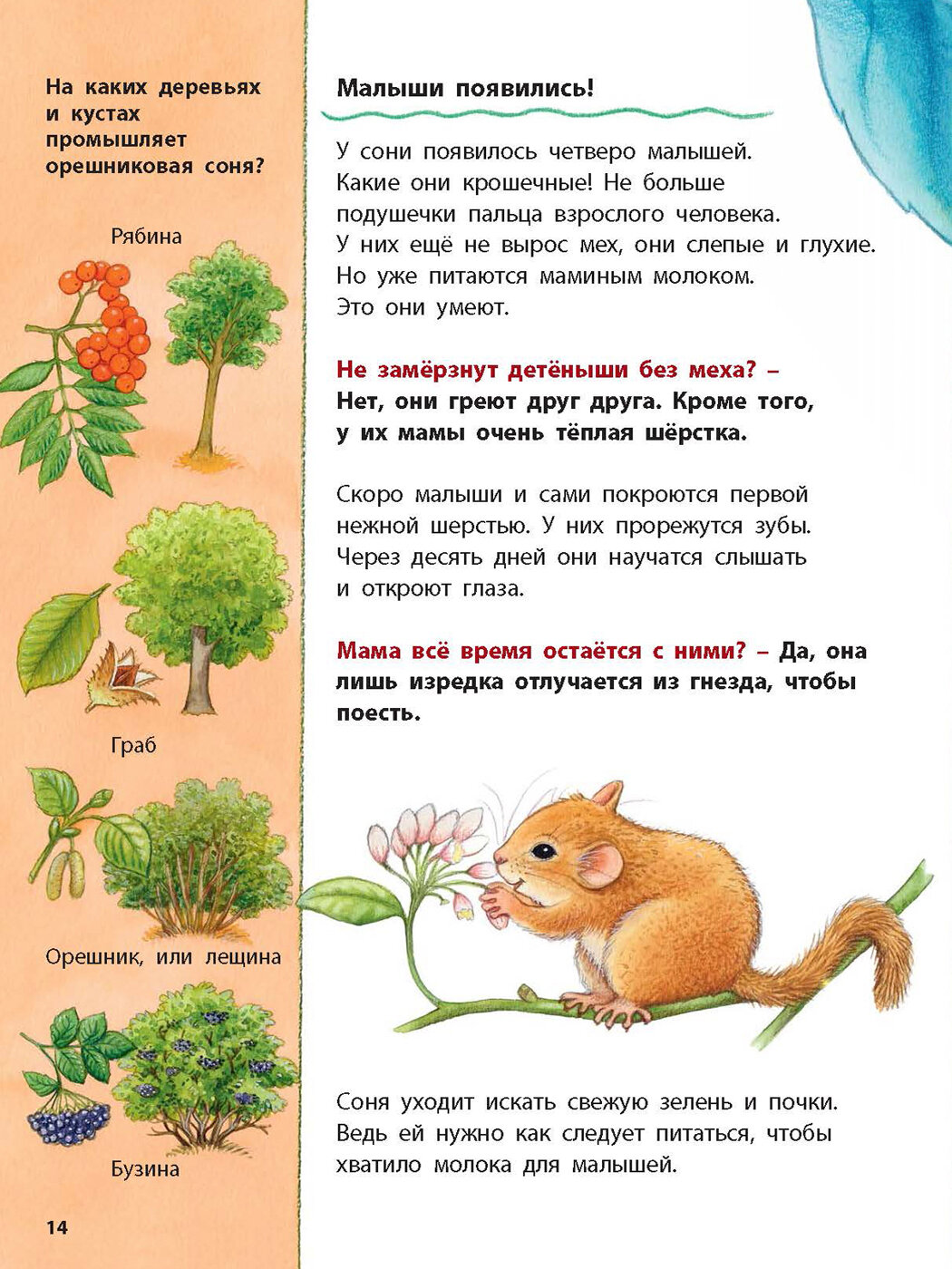 Кто такая орешниковая соня Познавательные истории - фото №6