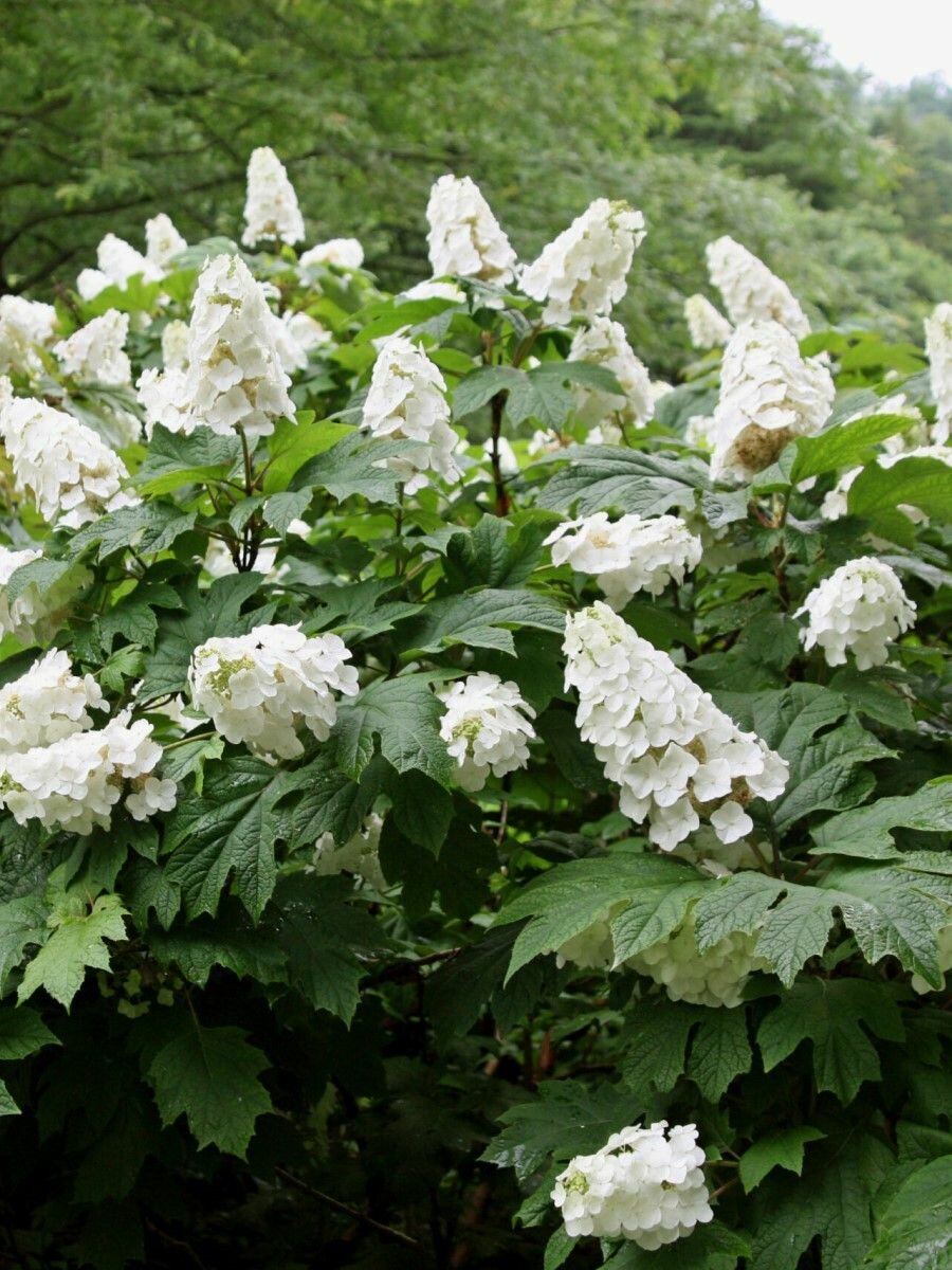 Семена Гортензия дуболистная (Hydrangea quercifolia) 25 штук