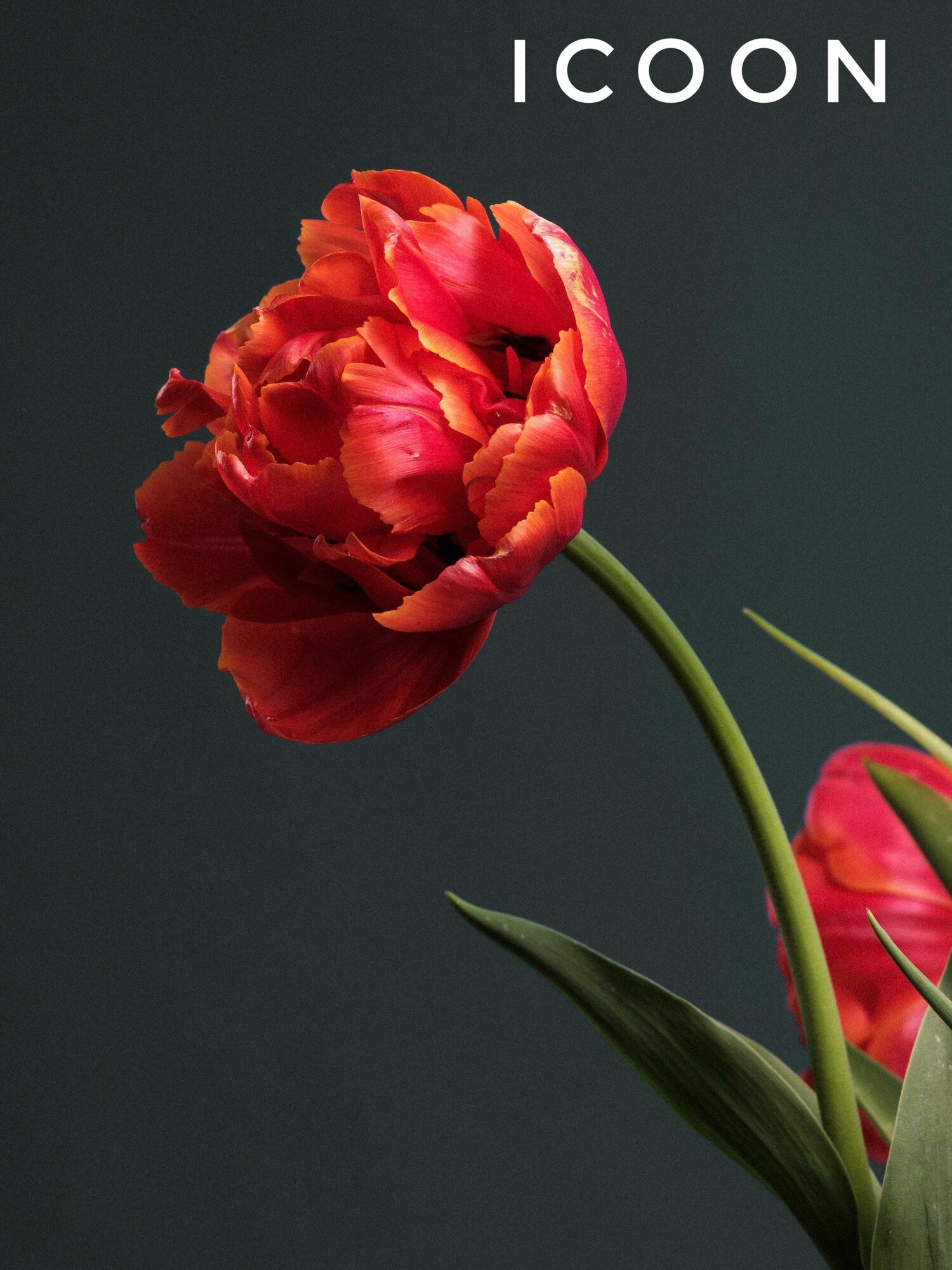 Тюльпаны пионовидные  луковицы сорт ICOON красные (4штуки)