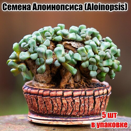 Семена суккулента алоинопсиса (Aloinopsis) 5шт